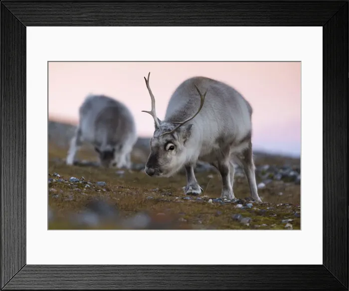 Framed Print : Two Svalbard reindeers grazing at sunset in Spitsbergen island, Svalbard archipelago Framed Print : Two Svalbard reindeers grazing at sunset in Spitsbergen island, Svalbard archipelago