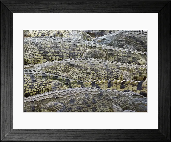 Framed Print : Crocodile skin pattern in Kruger National Park, South Africa. Lower Sabie river
