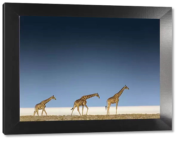 Tree giraffes in Etosha pan, Namibia