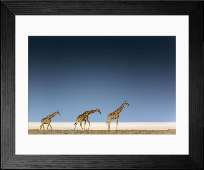 Framed Print : Tree giraffes in Etosha pan, Namibia Framed Print : Tree giraffes in Etosha pan, Namibia