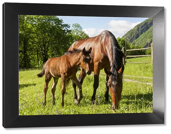 Salet, Center of Equestrian Selection, Sedico, Veneto. Horse broodmare and foal grazing