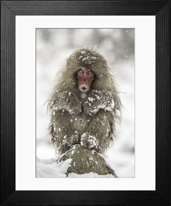 Framed Print : A joung snow monkey resting in the snow during a snowfall in Jigokudani forest, Japan