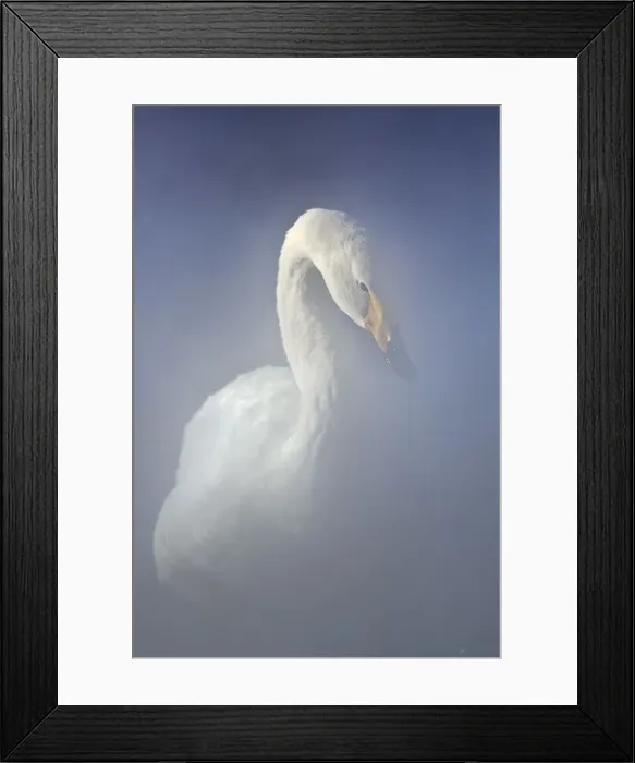 Framed Print : A whooper swan emerges from the steam of the hot springs in Lake Kussharo shores Framed Print : A whooper swan emerges from the steam of the hot springs in Lake Kussharo shores