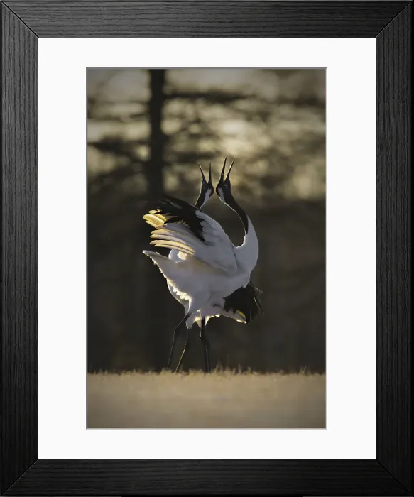 Framed Print : Two Japanese red crested cranes dancing in the sunrise light, Tsurui crane center Framed Print : Two Japanese red crested cranes dancing in the sunrise light, Tsurui crane center