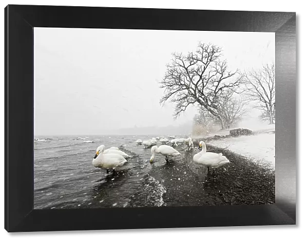 Whooper swans in snowstorm, Lake Kussharo shores, Hokkaido