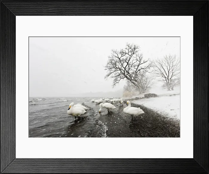 Framed Print : Whooper swans in snowstorm, Lake Kussharo shores, Hokkaido Framed Print : Whooper swans in snowstorm, Lake Kussharo shores, Hokkaido