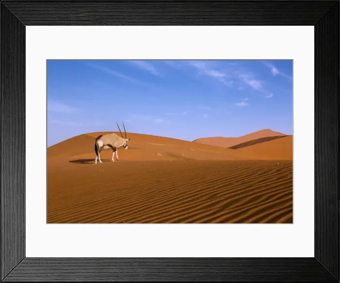 Framed Print : Oryx walking alone in the red dunes of Sossusvlei at sunset, Namibia Framed Print : Oryx walking alone in the red dunes of Sossusvlei at sunset, Namibia