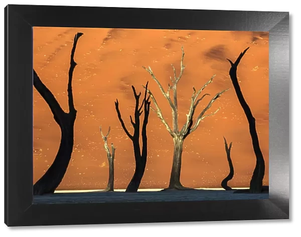 Sunrise lights with silhouette trees in the shade, Namibia