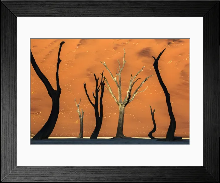 Framed Print : Sunrise lights with silhouette trees in the shade, Namibia Framed Print : Sunrise lights with silhouette trees in the shade, Namibia