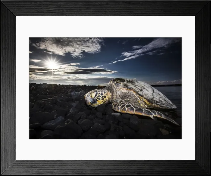 Framed Print : Sleeping turtle at sunset, Kiolo Bay, Hawaii, USA Framed Print : Sleeping turtle at sunset, Kiolo Bay, Hawaii, USA