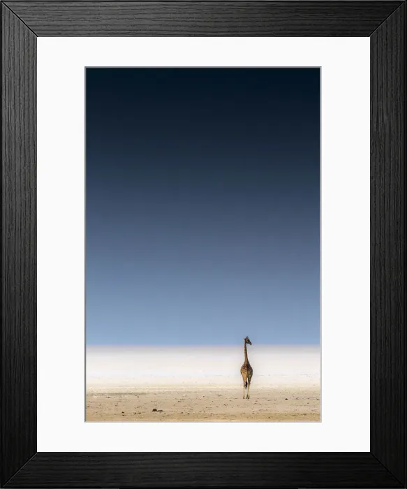 Framed Print : A lonely giraffe stands in the Etosha Pan next to a waterhole Framed Print : A lonely giraffe stands in the Etosha Pan next to a waterhole