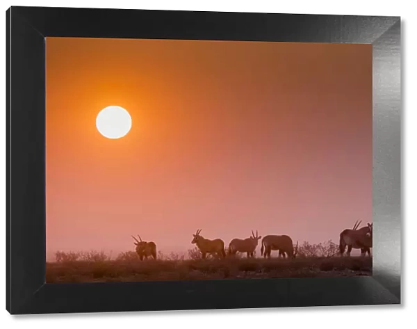 Next to Halali camp an herd of Orices grazes at sunset, Namibia