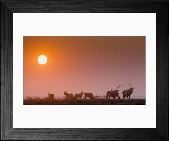 Framed Print : Next to Halali camp an herd of Orices grazes at sunset, Namibia Framed Print : Next to Halali camp an herd of Orices grazes at sunset, Namibia