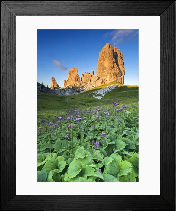 Framed Print : Europe, Italy, Veneto, Belluno. Flowering of Cavolaccio (Adenostyles alpina) Framed Print : Europe, Italy, Veneto, Belluno. Flowering of Cavolaccio (Adenostyles alpina)