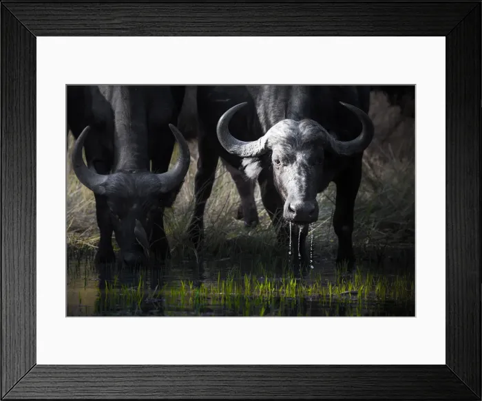 Framed Print : African cape buffalo drinking from a waterhole in Moremi Game Reserve, on the Okavango Framed Print : African cape buffalo drinking from a waterhole in Moremi Game Reserve, on the Okavango