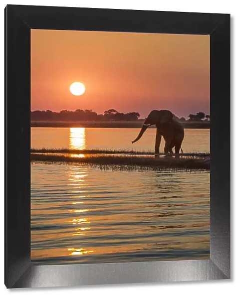 A silhouette of an elephant along Chobe river at sunset, the river divides namibia
