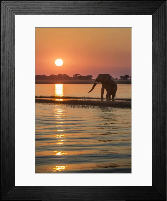 Framed Print : A silhouette of an elephant along Chobe river at sunset, the river divides namibia Framed Print : A silhouette of an elephant along Chobe river at sunset, the river divides namibia