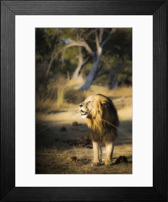 Framed Print : A lion emerging from the bush in the morning lights at Xakanaxa, in Moremi Game Reserve