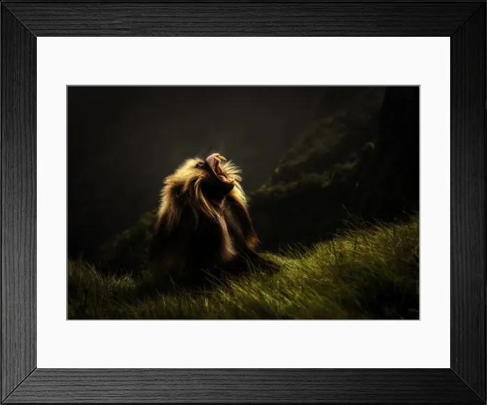 Framed Print : Gelada baboon silhouette in Simien Mountains National Park, Northern Ethiopia