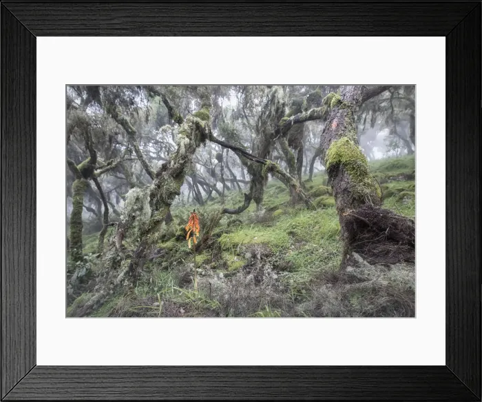 Framed Print : Harenna forest, Bale mountains national park, Ethiopia Framed Print : Harenna forest, Bale mountains national park, Ethiopia