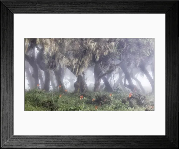 Framed Print : Harenna forest, Bale mountains national park, Ethiopia Framed Print : Harenna forest, Bale mountains national park, Ethiopia