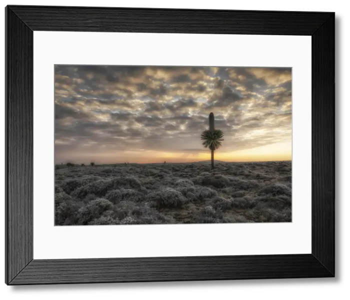 Framed Print : Gian lobelia in Sanetti plateau, Bale mountains national park, Ethiopia Framed Print : Gian lobelia in Sanetti plateau, Bale mountains national park, Ethiopia