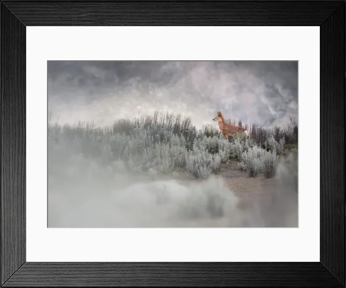 Framed Print : Simien wolf (canis simensis) in Bale mountains national park, Ethiopia Framed Print : Simien wolf (canis simensis) in Bale mountains national park, Ethiopia