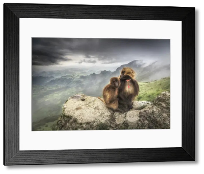 Framed Print : a pair of Gelada baboon in Simien Mountains National Park, Northern Ethiopia Framed Print : a pair of Gelada baboon in Simien Mountains National Park, Northern Ethiopia