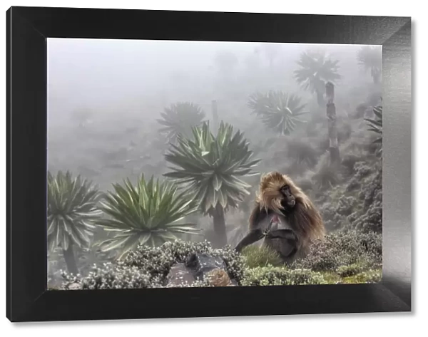 Gelada baboon and giant lobelia in Simien Mountains National Park, Northern Ethiopia