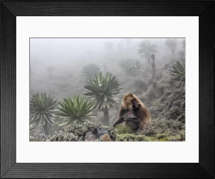 Framed Print : Gelada baboon and giant lobelia in Simien Mountains National Park, Northern Ethiopia