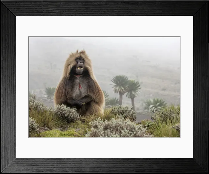 Framed Print : Gelada baboon in Simien Mountains National Park, Northern Ethiopia