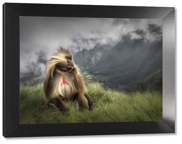 Gelada baboon in Simien Mountains National Park, Northern Ethiopia