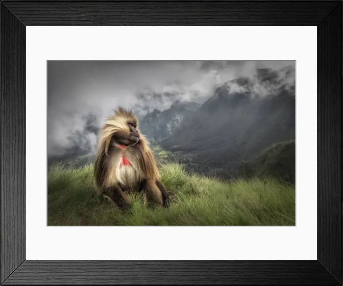 Framed Print : Gelada baboon in Simien Mountains National Park, Northern Ethiopia