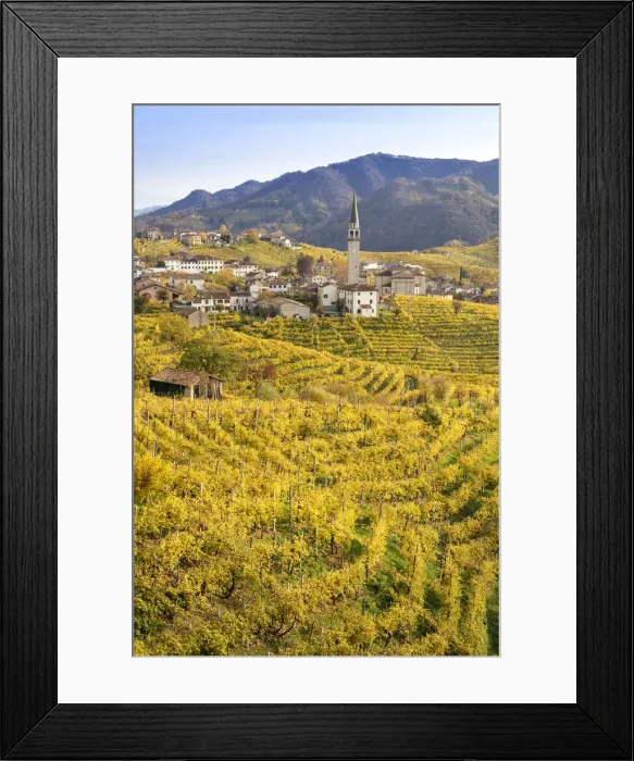 Framed Print : the village of Guia surrounded by the yellow vineyards in autumn, as seen from Framed Print : the village of Guia surrounded by the yellow vineyards in autumn, as seen from