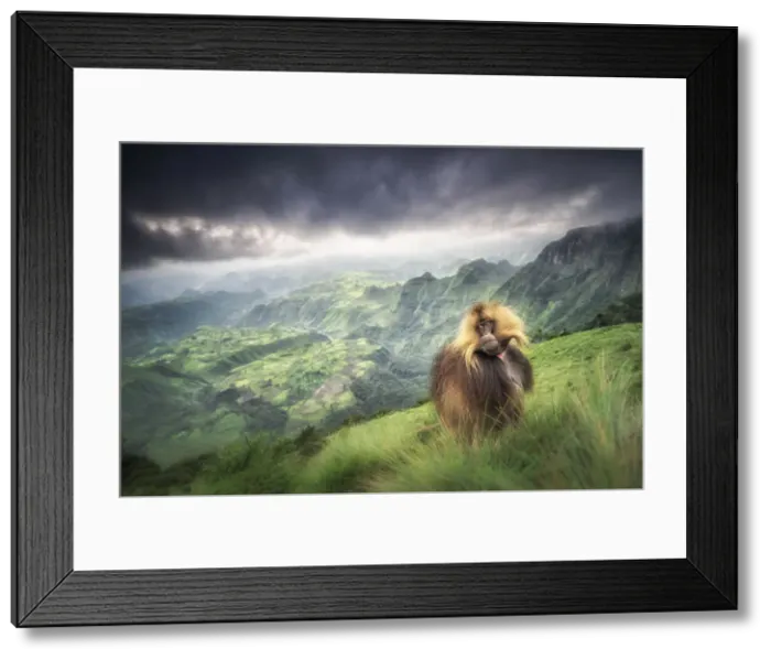 Framed Print : Gelada baboon in Simien Mountains National Park, Northern Ethiopia Framed Print : Gelada baboon in Simien Mountains National Park, Northern Ethiopia