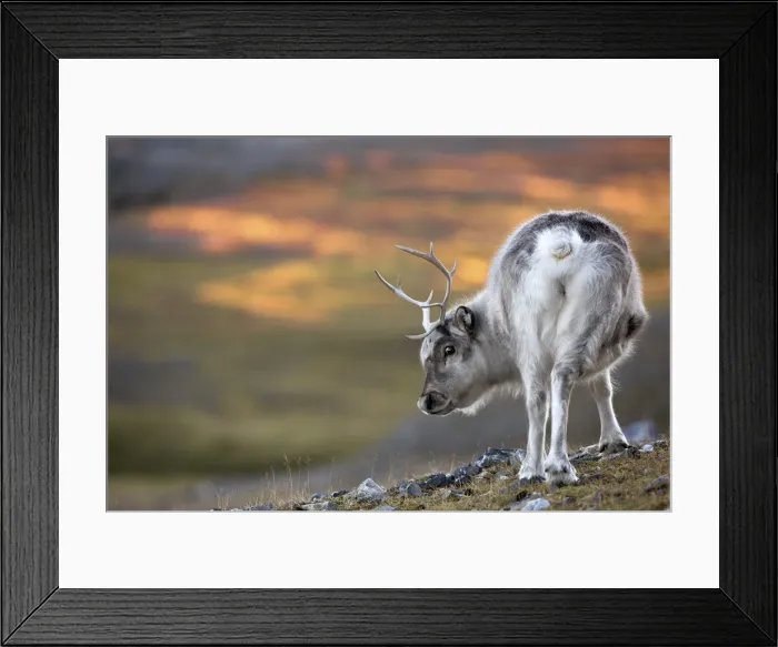 Framed Print : Dwarf reindeer of spitsbergen, Svalbard, Norway Framed Print : Dwarf reindeer of spitsbergen, Svalbard, Norway
