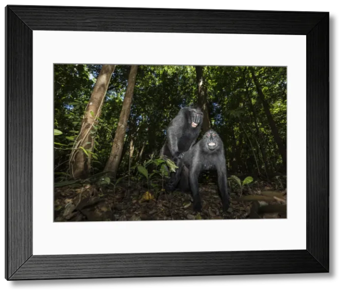 Framed Print : Black crested macaque, macaca nigra, Tangkoko National Park, Northern Sulawesi, Indonesia Framed Print : Black crested macaque, macaca nigra, Tangkoko National Park, Northern Sulawesi, Indonesia