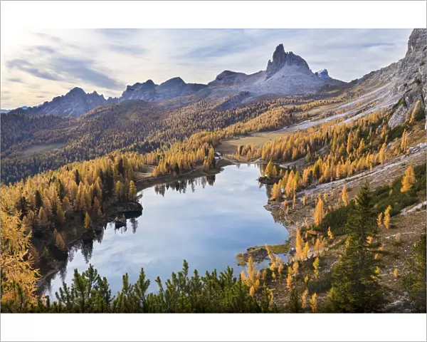 a yellow larch forest at Federa lake in autumn with Becco di Mezzoda on the background