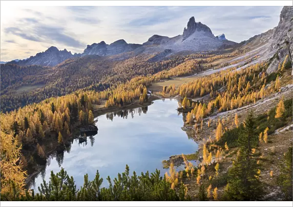 a yellow larch forest at Federa lake in autumn with Becco di Mezzoda on the background