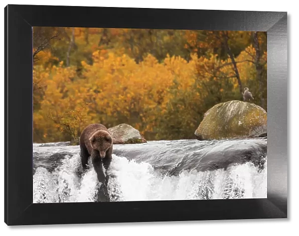 Brown bear (Ursus arctos alascensis), Brooks falls, Katmai National Park and Preserve