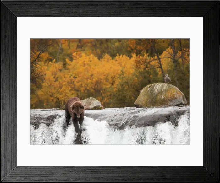 Framed Print : Brown bear (Ursus arctos alascensis), Brooks falls, Katmai National Park and Preserve Framed Print : Brown bear (Ursus arctos alascensis), Brooks falls, Katmai National Park and Preserve