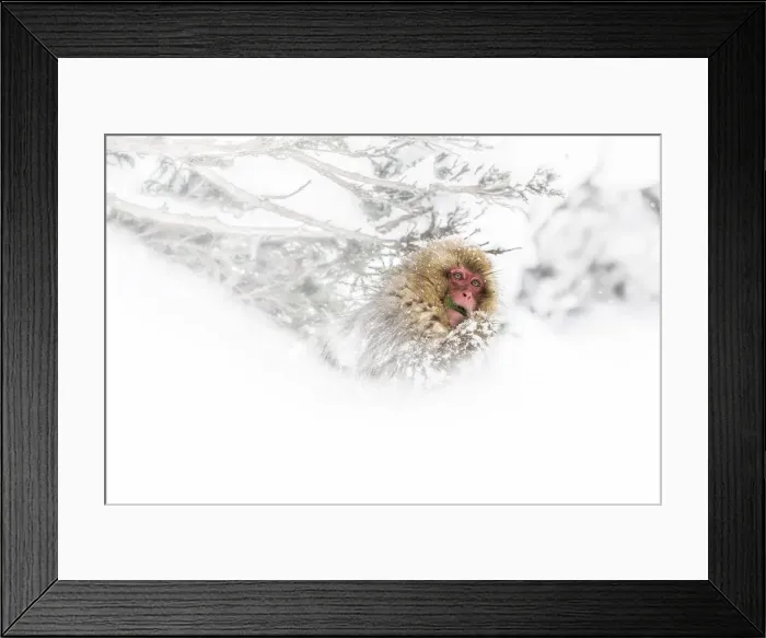 Framed Print : Jigokudani Valley, Yudanaka, Nakano, Nagano Prefecture, Honshu Island, Japan, Asia Framed Print : Jigokudani Valley, Yudanaka, Nakano, Nagano Prefecture, Honshu Island, Japan, Asia