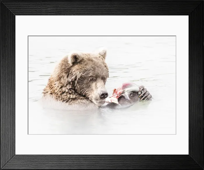 Framed Print : Brown bear (Ursus arctos alascensis), Brooks river, Katmai National Park and Preserve Framed Print : Brown bear (Ursus arctos alascensis), Brooks river, Katmai National Park and Preserve