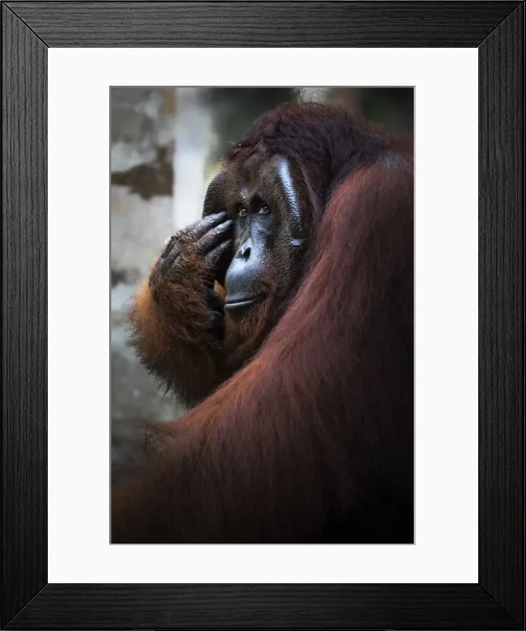 Framed Print : Bornean Orangutan, pongo pygmaeus, Tanjung Puting National Park, central Kalimantan Framed Print : Bornean Orangutan, pongo pygmaeus, Tanjung Puting National Park, central Kalimantan