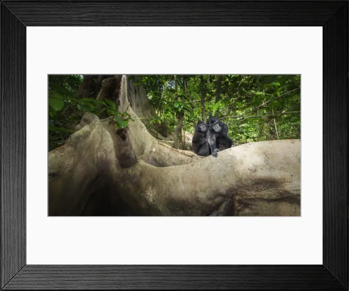 Framed Print : Black crested macaque, macaca nigra, Tangkoko National Park, Northern Sulawesi, Indonesia Framed Print : Black crested macaque, macaca nigra, Tangkoko National Park, Northern Sulawesi, Indonesia
