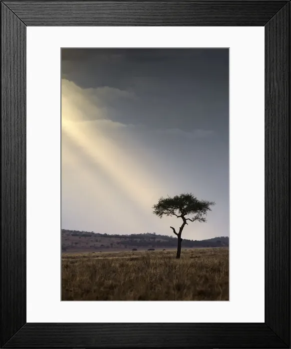 Framed Print : A shaft of light on an acacia tree, Serengeti National Park, Tanzania, Africa Framed Print : A shaft of light on an acacia tree, Serengeti National Park, Tanzania, Africa