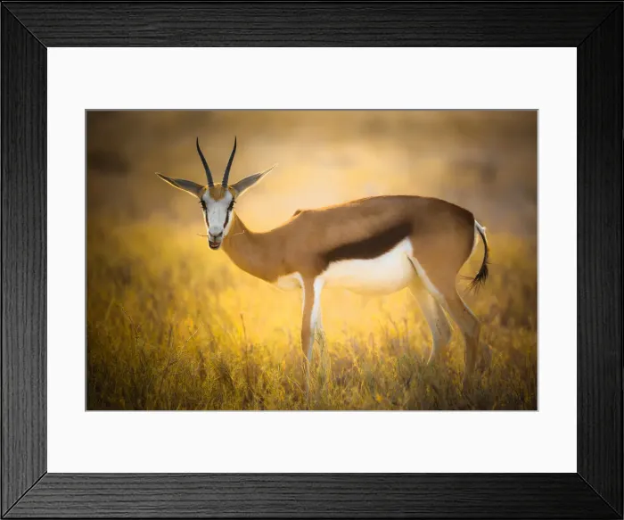 Framed Print : Springbok near Halali Camp grazing in the golden light, Namibia Framed Print : Springbok near Halali Camp grazing in the golden light, Namibia