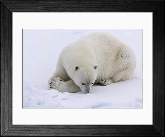 Framed Print : a polar bear puts its face in the snow. Arctic sea ice, north off svalbard coast Framed Print : a polar bear puts its face in the snow. Arctic sea ice, north off svalbard coast