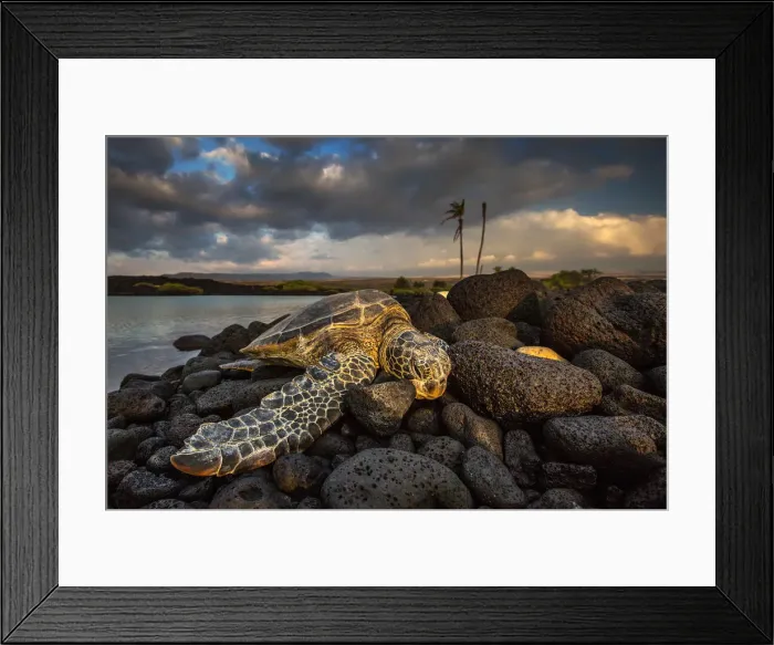 Framed Print : Green sea turtle sleeping on lava rocks in Kiolo Bay at sunset, Hawaii, USA Framed Print : Green sea turtle sleeping on lava rocks in Kiolo Bay at sunset, Hawaii, USA