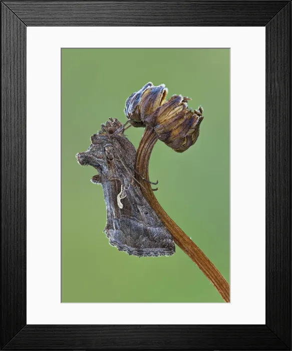 Framed Print : Autographa gamma (Linnaeus, 1758) on the stem of dried flower Framed Print : Autographa gamma (Linnaeus, 1758) on the stem of dried flower